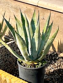 Piante di Agave Gialla  e Verde
