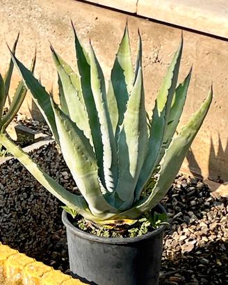 Piante di Agave Gialla  e Verde