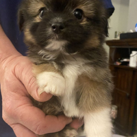 Chihuahua Toy e volpino di Pomerania Toy