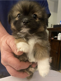 Chihuahua Toy e volpino di Pomerania Toy