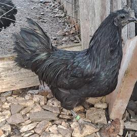 Gallo cemani