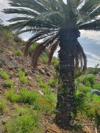 cycas revoluta