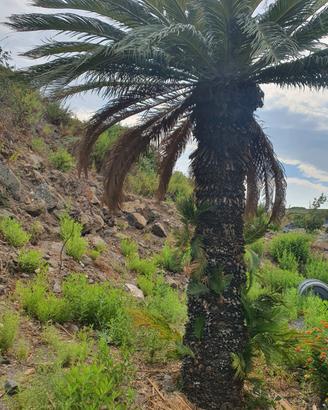 cycas revoluta