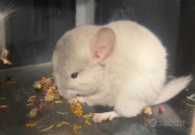 Vendita cuccioli cincillà