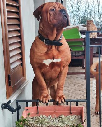 Dogo de bordeaux 24 mesi adozione