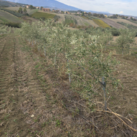 Terreno Agricolo con impianto olive