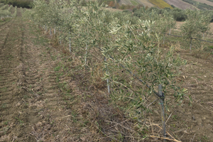 Terreno Agricolo con impianto olive