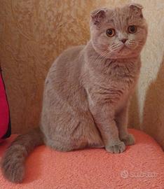 Scottish fold straight