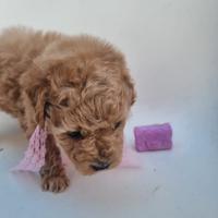 Cucciolo barboncina toy albicocca