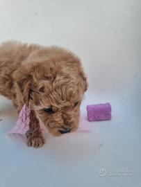 Cucciolo barboncina toy albicocca