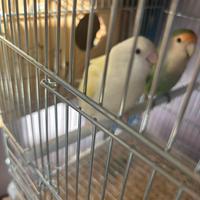 Coppia inseparabili riproduttiva