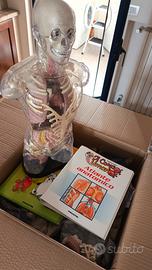 enciclopedia il corpo umano 