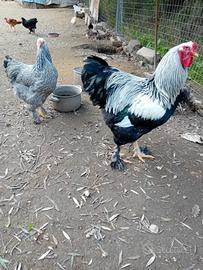 Gallo brahma