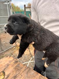 Pastore Asia centrale