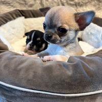 Chihuahua con pedigree Enci