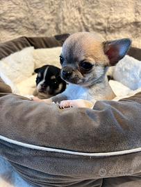 Chihuahua con pedigree Enci