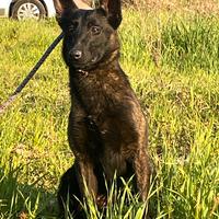 Cuccioli pastore olandese