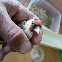 Femmina Cardellino Nostrana Ancestrale