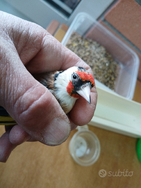 Femmina Cardellino Nostrana Ancestrale