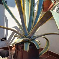 Ciotolona/vaso in rame con manici + Agave