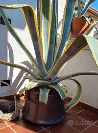 Ciotolona/vaso in rame con manici + Agave