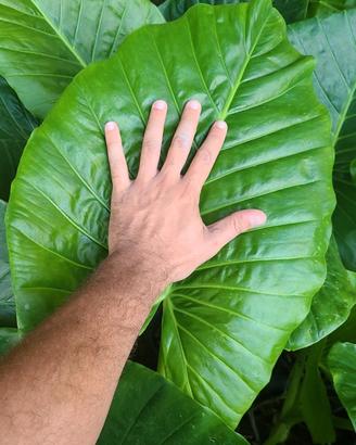 Piante di Alocasia