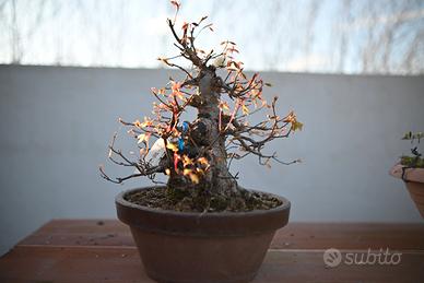 Bonsai kaede Giapponese