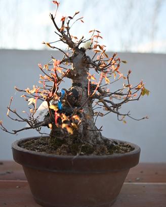 Bonsai kaede Giapponese