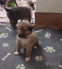 Cuccioli Pastore Scozzese