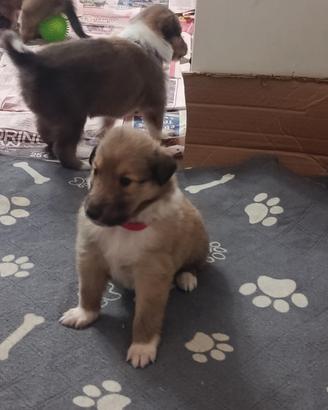 Cuccioli Pastore Scozzese