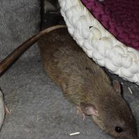 Ratto russian aguti rex dumbo