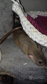 Ratto russian aguti rex dumbo