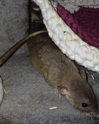 Ratto russian aguti rex dumbo