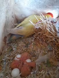 Piccoli inseparabili