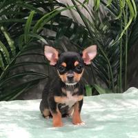 Cucciolo di chihuahua maschio