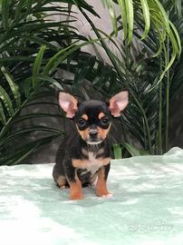 Cucciolo di chihuahua maschio