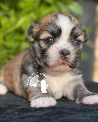 Lhasa Apso Maltipoo Barboncino - Tre Quarti di Lun