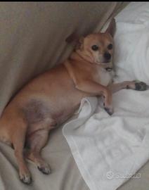 Disponibile chihuahua maschio per monta