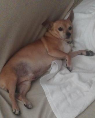 Disponibile chihuahua maschio per monta