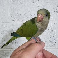 Pullo di parrocchetto Monaco svezzato