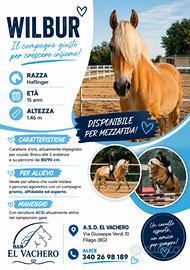 Cavallo
