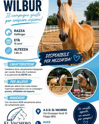 Cavallo