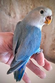 Pappagalli allevati a mano