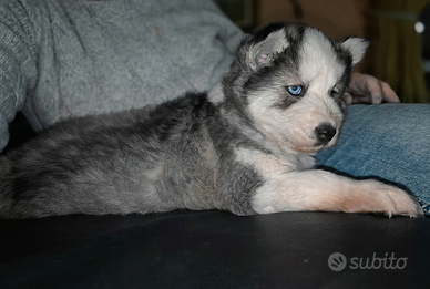 Cucciolo di husky