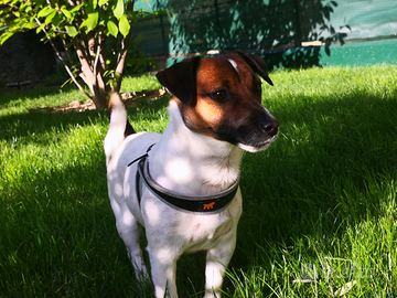 Jack Russel per monta)