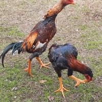 Galli da combattimento