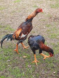 Galli da combattimento