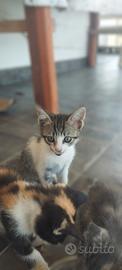 Cuccioli gattini dolci e coccolosi a Cassino