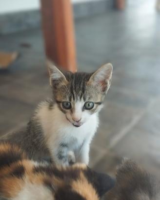Cuccioli gattini dolci e coccolosi a Cassino