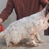 Setter inglese/ vecchia Irlanda
